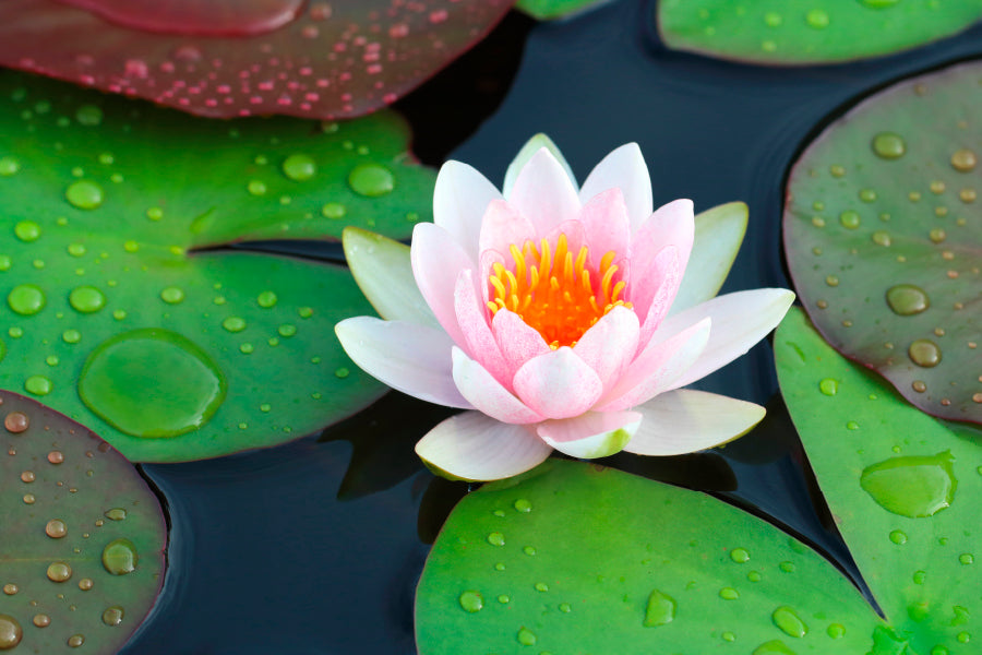 Pink Water Lily in A Pond with Green Leaves Acrylic Glass Print Tempered Glass Wall Art 100% Made in Australia Ready to Hang