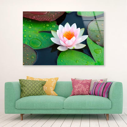 Pink Water Lily in A Pond with Green Leaves Acrylic Glass Print Tempered Glass Wall Art 100% Made in Australia Ready to Hang