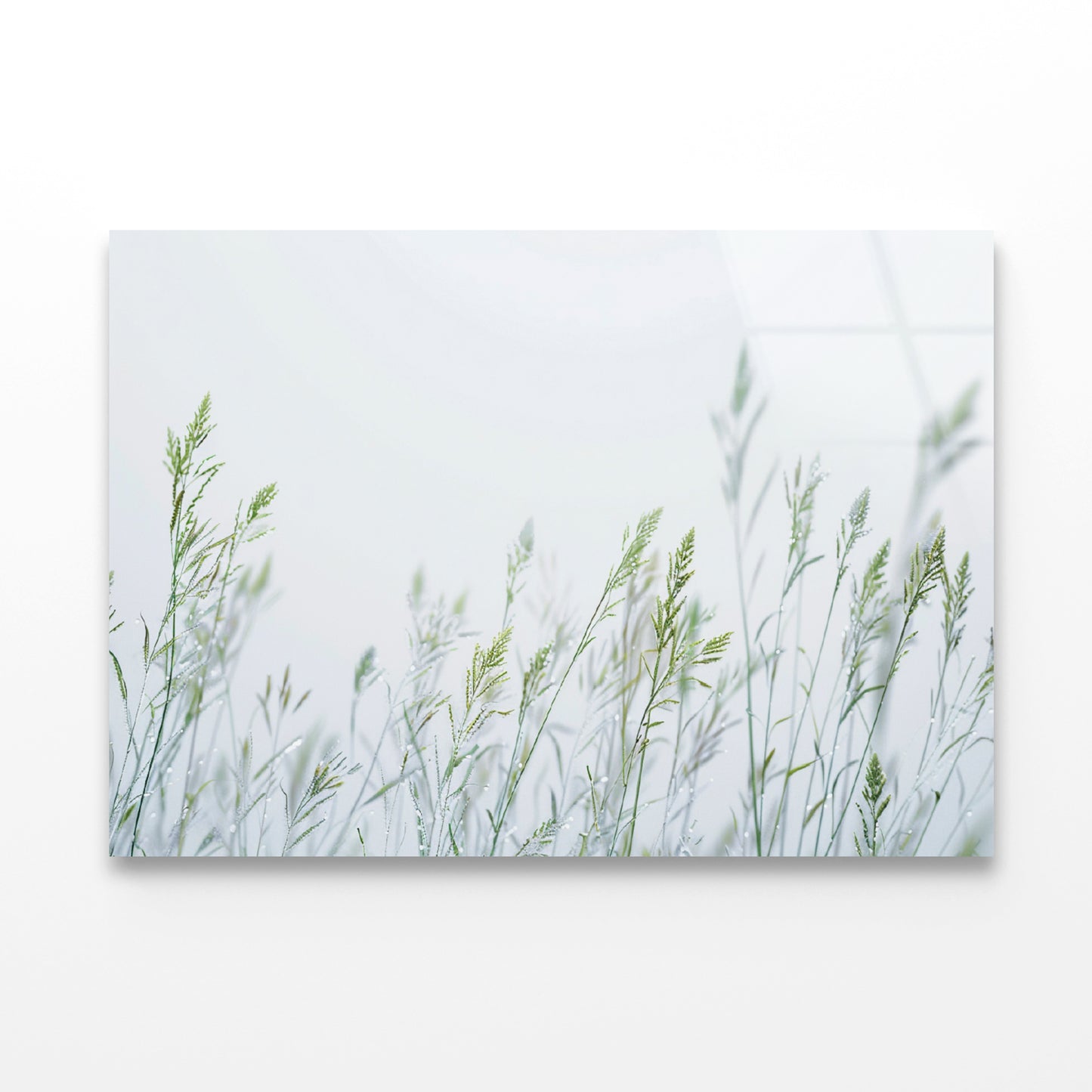 Group of Green Plants Field Acrylic Glass Print Tempered Glass Wall Art 100% Made in Australia Ready to Hang