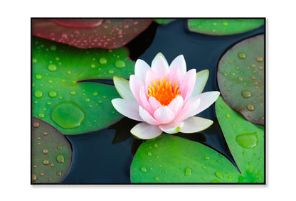 Pink Water Lily in A Pond with Green Leaves Home Decor Premium Quality Poster Print Choose Your Sizes