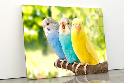 Budgies Are in The Roost on The Green Background Acrylic Glass Print Tempered Glass Wall Art 100% Made in Australia Ready to Hang