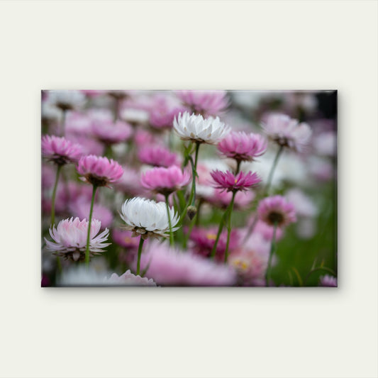 Australian Pink and White Paper Daisy Wall Art Decor 100% Australian Made