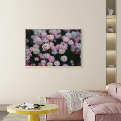 Australian Paper Daisy Everlasting Flowers Wall Art Decor 100% Australian Made