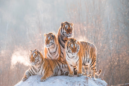 Siberian Tiger & Winter Home Decor Premium Quality Poster Print Choose Your Sizes