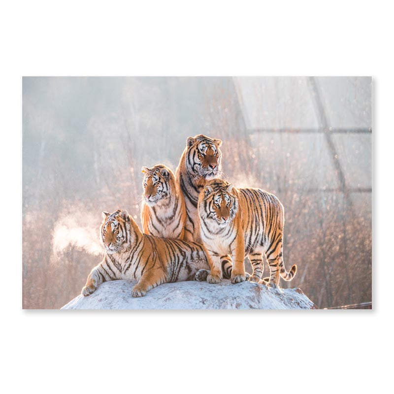 Siberian Tiger & Winter Acrylic Glass Print Tempered Glass Wall Art 100% Made in Australia Ready to Hang