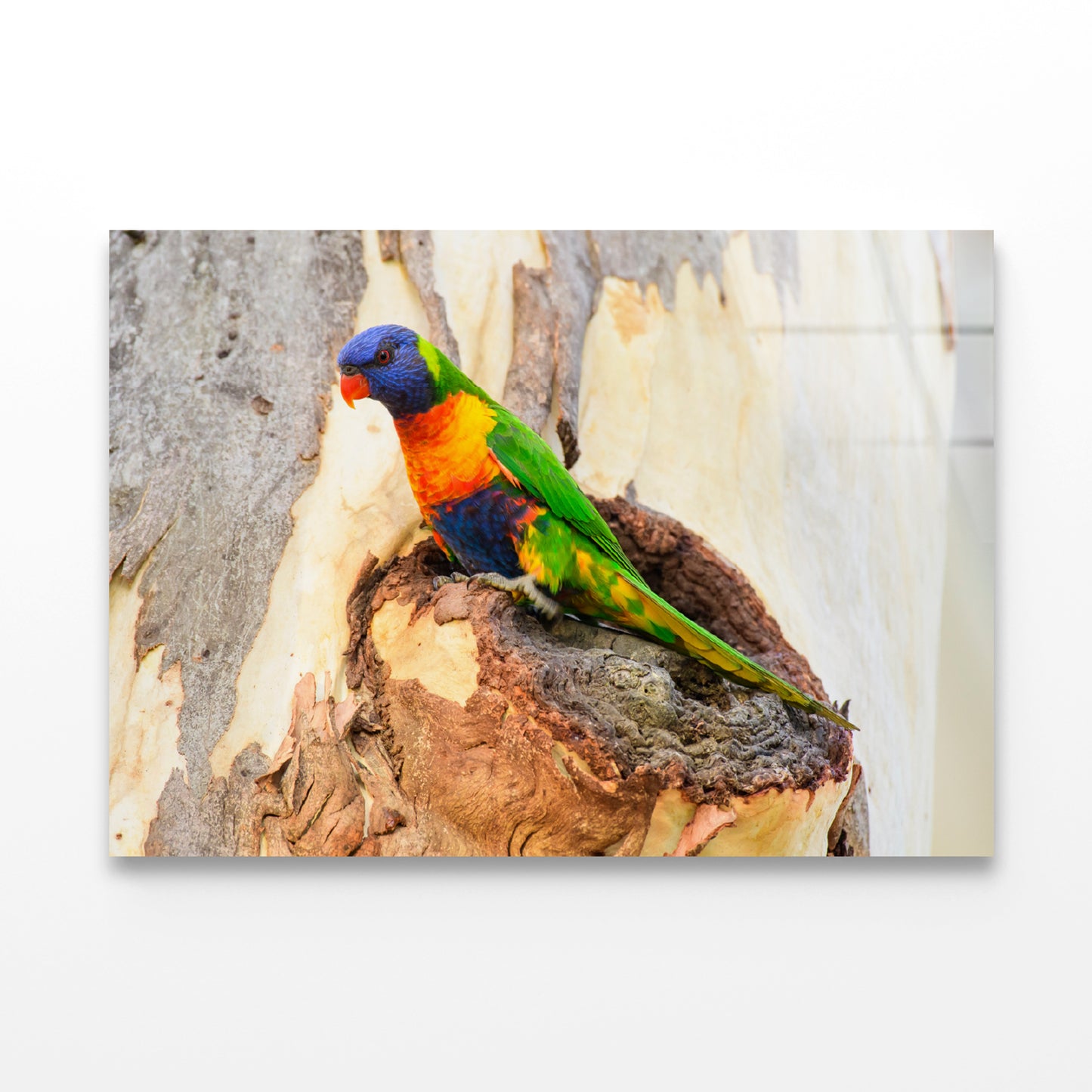 Rainbow Lorikeet Bird on Tree Acrylic Glass Print Tempered Glass Wall Art 100% Made in Australia Ready to Hang