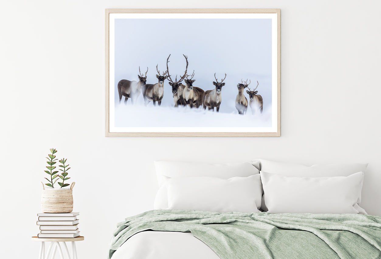 View of Herd of Caribou in the Snow Home Decor Premium Quality Poster Print Choose Your Sizes