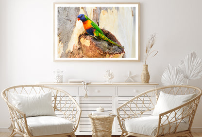 Rainbow Lorikeet Bird on Tree Home Decor Premium Quality Poster Print Choose Your Sizes