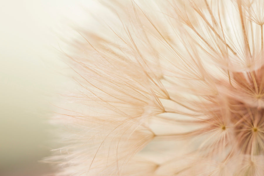 Close Up of a Dandelion with A Blurry Home Decor Premium Quality Poster Print Choose Your Sizes