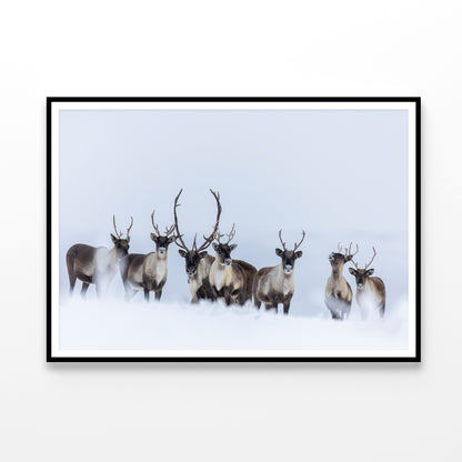 View of Herd of Caribou in the Snow Home Decor Premium Quality Poster Print Choose Your Sizes