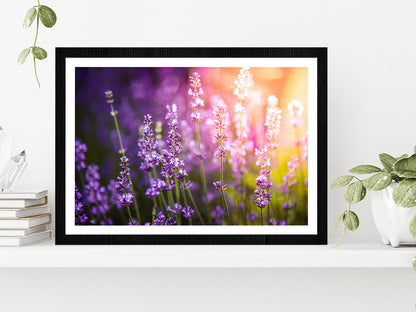 Lavender flowers Meadow & Sunset Glass Framed Wall Art, Ready to Hang Quality Print With White Border Black