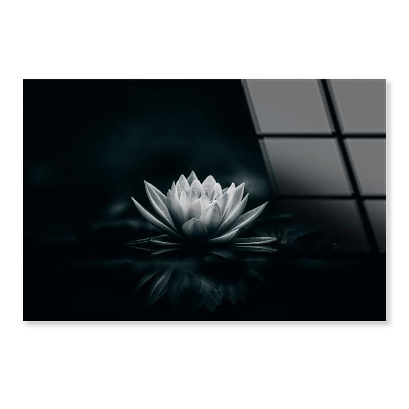 White Flower Is Sitting on A Black Surface Acrylic Glass Print Tempered Glass Wall Art 100% Made in Australia Ready to Hang