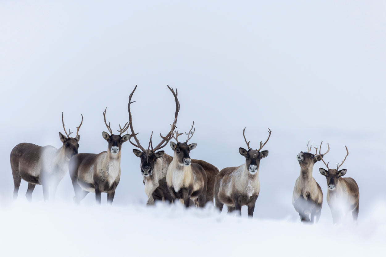 View of Herd of Caribou in the Snow Home Decor Premium Quality Poster Print Choose Your Sizes