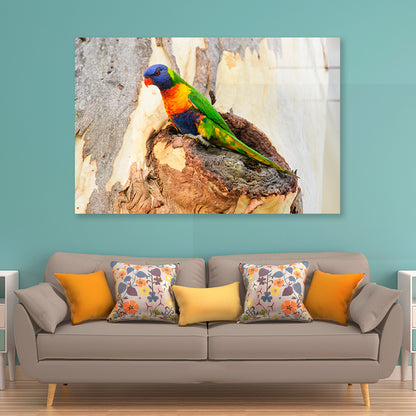 Rainbow Lorikeet Bird on Tree Acrylic Glass Print Tempered Glass Wall Art 100% Made in Australia Ready to Hang