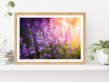 Lavender flowers Meadow & Sunset Glass Framed Wall Art, Ready to Hang Quality Print With White Border Oak