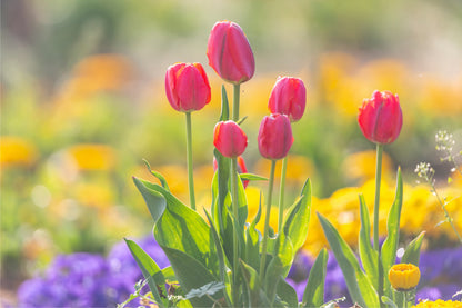 Pink Tulips Spring Garden Wall Art Decor 100% Australian Made