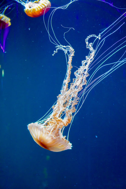 Jellyfish Underwater Closeup View Photograph Glass Framed Wall Art, Ready to Hang Quality Print