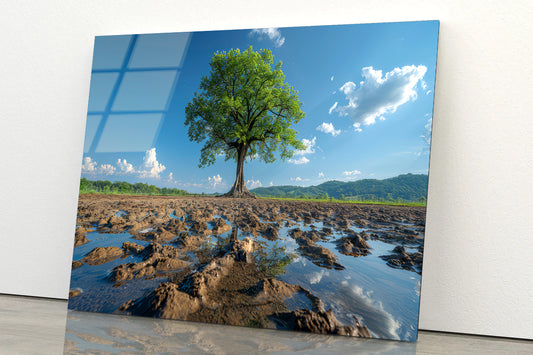 A Tree Is Standing In a Field Acrylic Glass Print Tempered Glass Wall Art 100% Made in Australia Ready to Hang