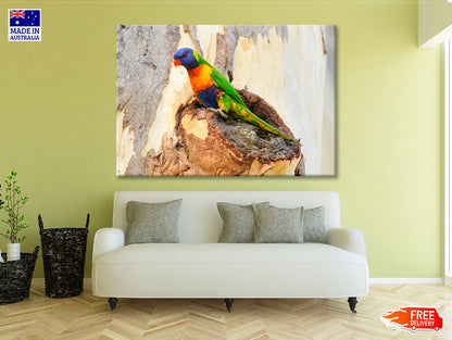 Rainbow Lorikeet Bird on Tree Print 100% Australian Made