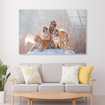 Siberian Tiger & Winter Acrylic Glass Print Tempered Glass Wall Art 100% Made in Australia Ready to Hang