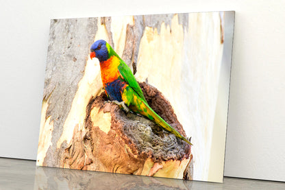 Rainbow Lorikeet Bird on Tree Acrylic Glass Print Tempered Glass Wall Art 100% Made in Australia Ready to Hang