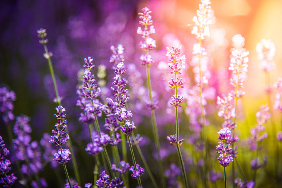 Lavender flowers Meadow & Sunset Glass Framed Wall Art, Ready to Hang Quality Print