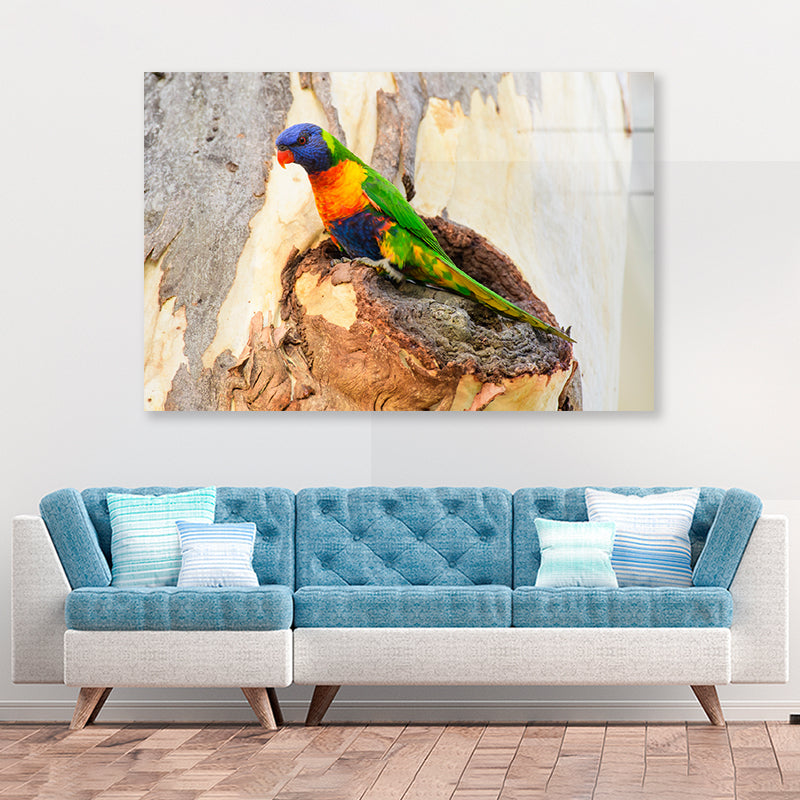 Rainbow Lorikeet Bird on Tree Acrylic Glass Print Tempered Glass Wall Art 100% Made in Australia Ready to Hang