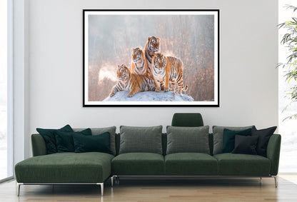 Siberian Tiger & Winter Home Decor Premium Quality Poster Print Choose Your Sizes