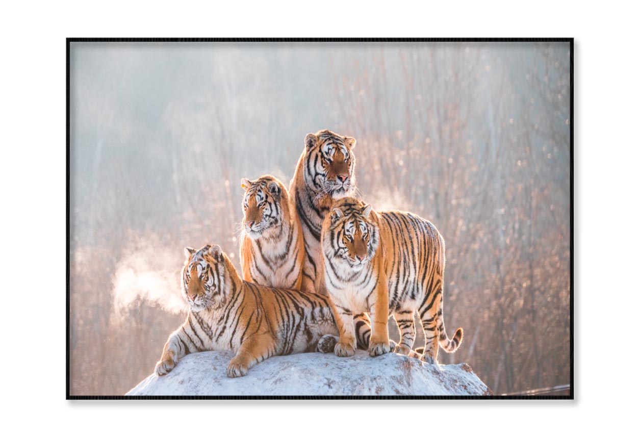 Siberian Tiger & Winter Home Decor Premium Quality Poster Print Choose Your Sizes