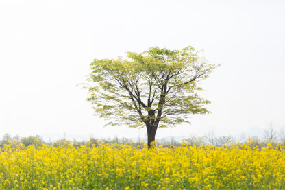 Lone Tree in Field South Korea Wall Art Decor 100% Australian Made