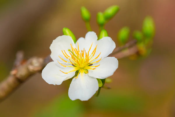 Apricot Blossom Flowers Bloom 90x60cm Print 100% Australian Made