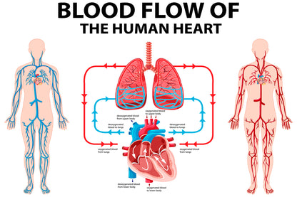 Blood Flow of Human Heart Illustration Home Decor Premium Quality Poster Print Choose Your Sizes