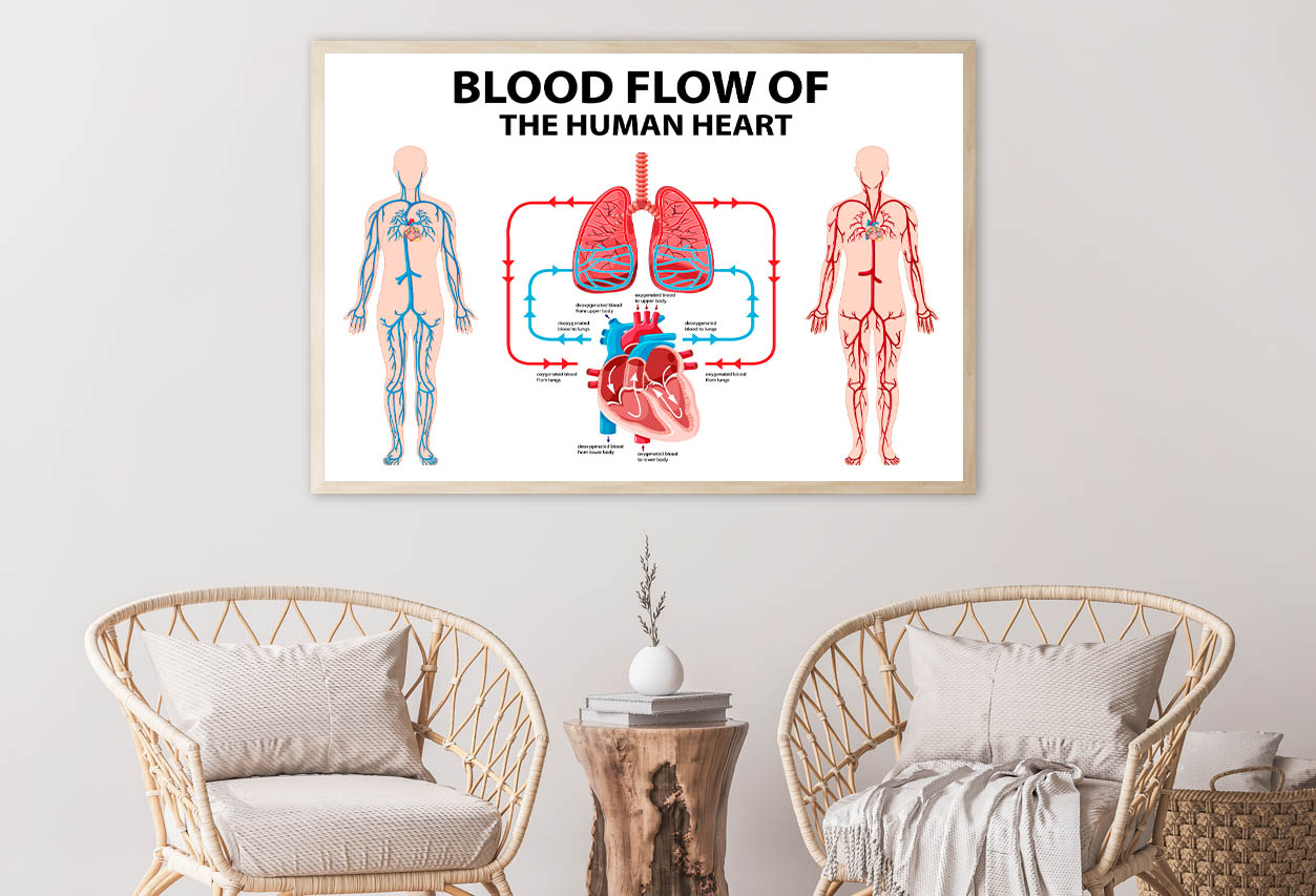 Blood Flow of Human Heart Illustration Home Decor Premium Quality Poster Print Choose Your Sizes