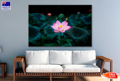 Pink Flower In a Field of Green Leaves Wall Art Decor 100% Australian Made