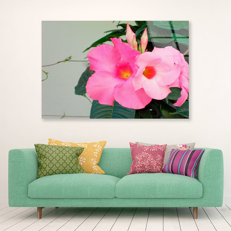 Close-Up of a Pink Mandevilla Flower Acrylic Glass Print Tempered Glass Wall Art 100% Made in Australia Ready to Hang