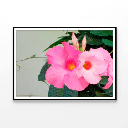 Close-Up of a Pink Mandevilla Flower Home Decor Premium Quality Poster Print Choose Your Sizes