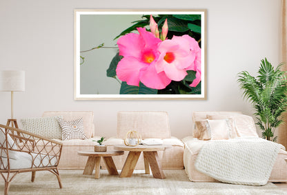 Close-Up of a Pink Mandevilla Flower Home Decor Premium Quality Poster Print Choose Your Sizes