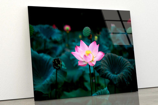 Pink Flower In a Field of Green Leaves Acrylic Glass Print Tempered Glass Wall Art 100% Made in Australia Ready to Hang