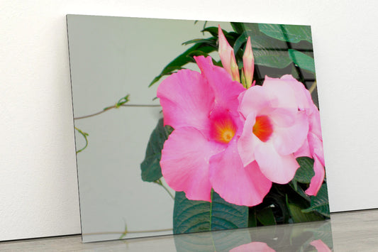 Close-Up of a Pink Mandevilla Flower Acrylic Glass Print Tempered Glass Wall Art 100% Made in Australia Ready to Hang