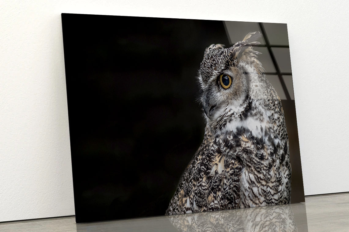 Great Horned Owl Dark Background Acrylic Glass Print Tempered Glass Wall Art 100% Made in Australia Ready to Hang