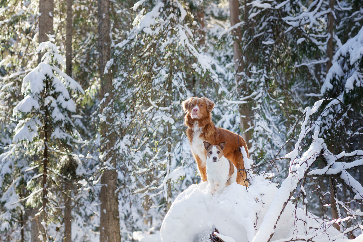 A Fox Standing On the Snow in a Winter Forest Home Decor Premium Quality Poster Print Choose Your Sizes