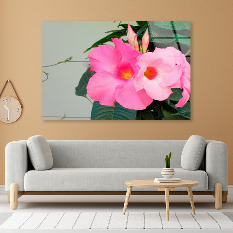 Close-Up of a Pink Mandevilla Flower Acrylic Glass Print Tempered Glass Wall Art 100% Made in Australia Ready to Hang