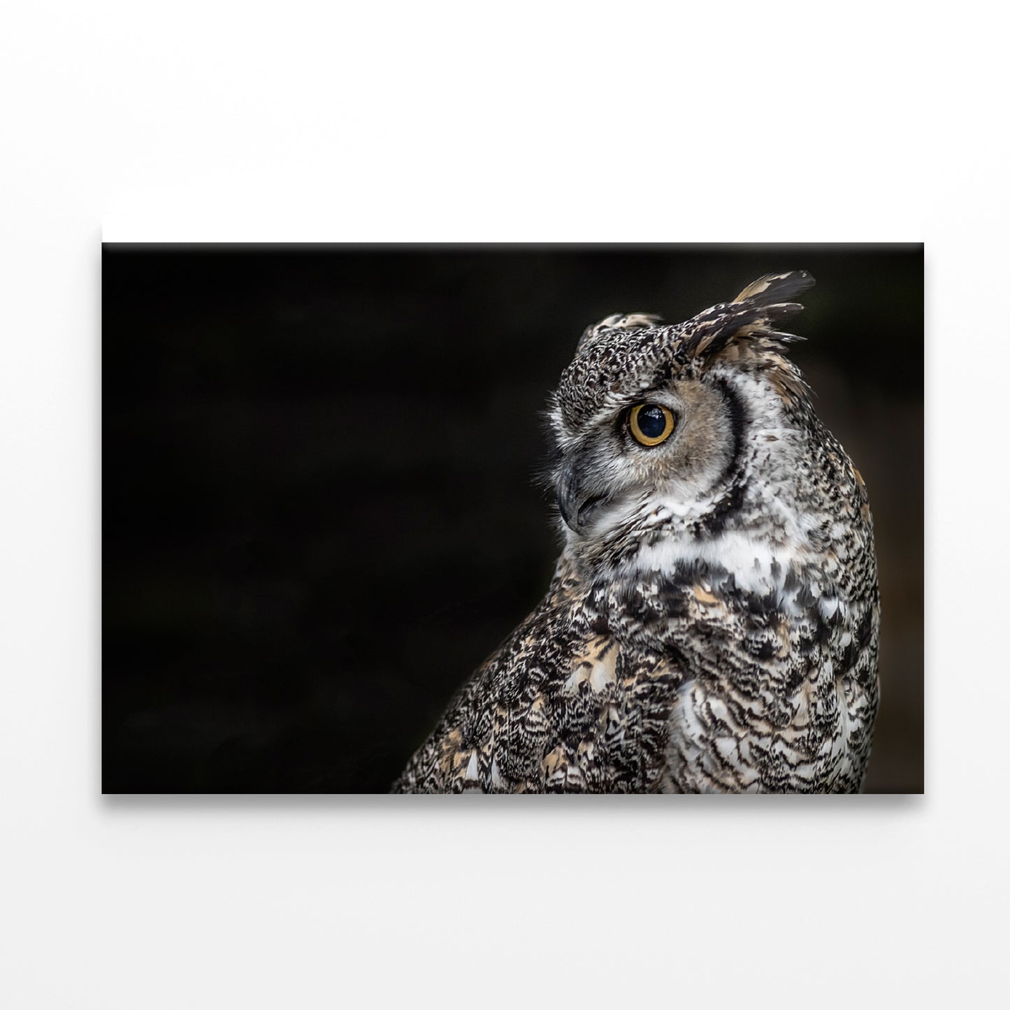 Great Horned Owl Dark Background Print 100% Australian Made