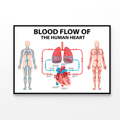 Blood Flow of Human Heart Illustration Home Decor Premium Quality Poster Print Choose Your Sizes