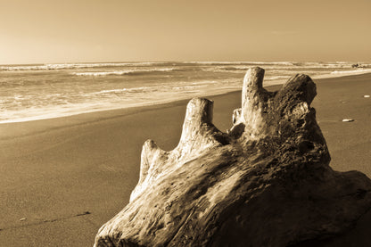 Old Log Driftwood Washed Up on Beach in Sepia Tones Acrylic Glass Print Tempered Glass Wall Art 100% Made in Australia Ready to Hang