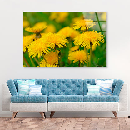 A Group of Yellow Flowers Close-Up View Acrylic Glass Print Tempered Glass Wall Art 100% Made in Australia Ready to Hang