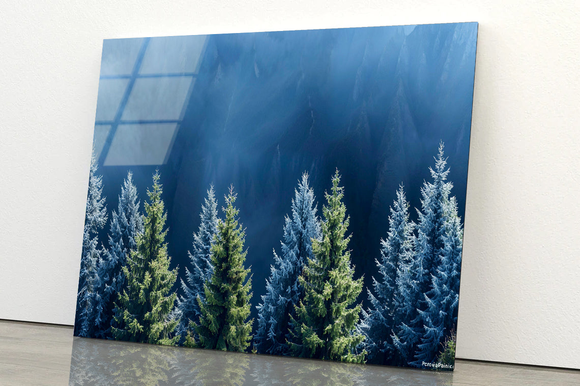 Forest Of Pine Trees Acrylic Glass Print Tempered Glass Wall Art 100% Made in Australia Ready to Hang