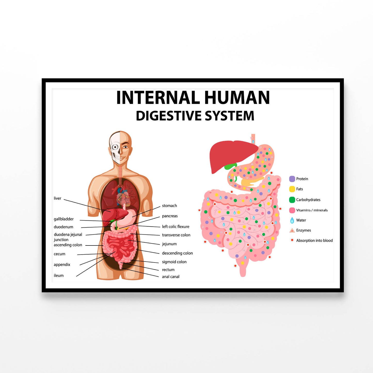 Internal Human Digestive System Illustration Home Decor Premium Quality Poster Print Choose Your Sizes