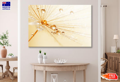 Dandelion With Water Droplets Wall Art Decor 100% Australian Made