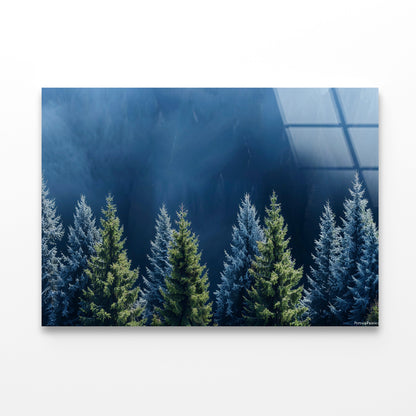 Forest Of Pine Trees Acrylic Glass Print Tempered Glass Wall Art 100% Made in Australia Ready to Hang